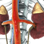 Discover The Best Foods For Strong And Healthy Kidney